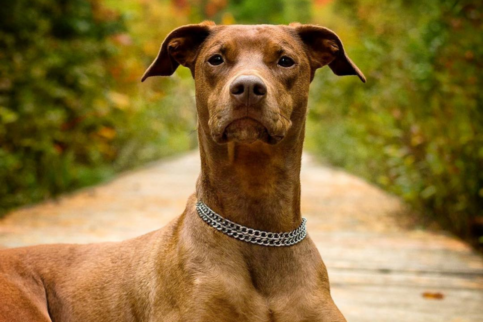Doberman Pitbull Mix An Ultimate Guide To This Crossbreed