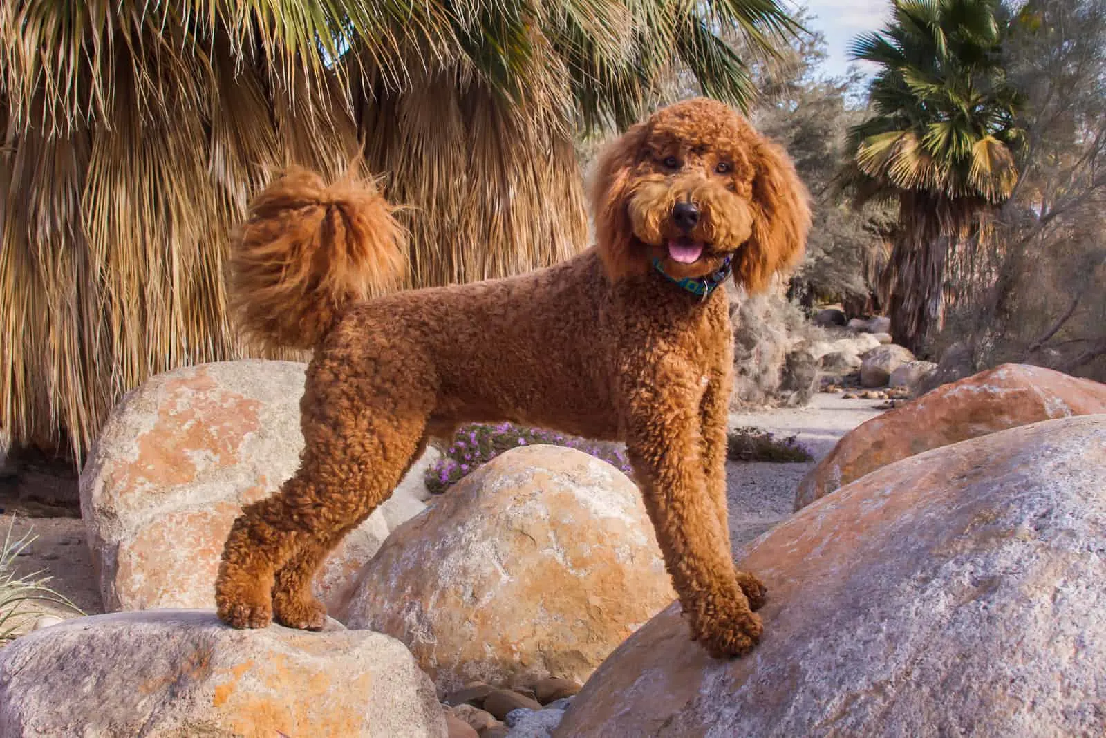a beautiful chocolate labaradodle stands on a large rock