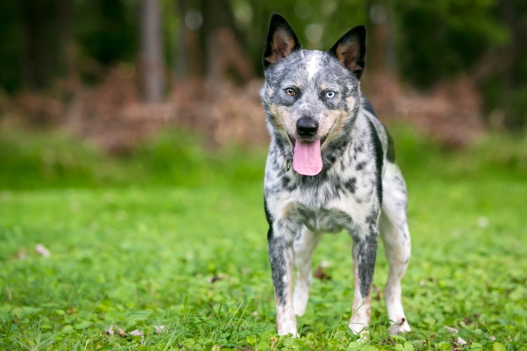 Mini Blue Heeler A Dog You Don't See Every Day
