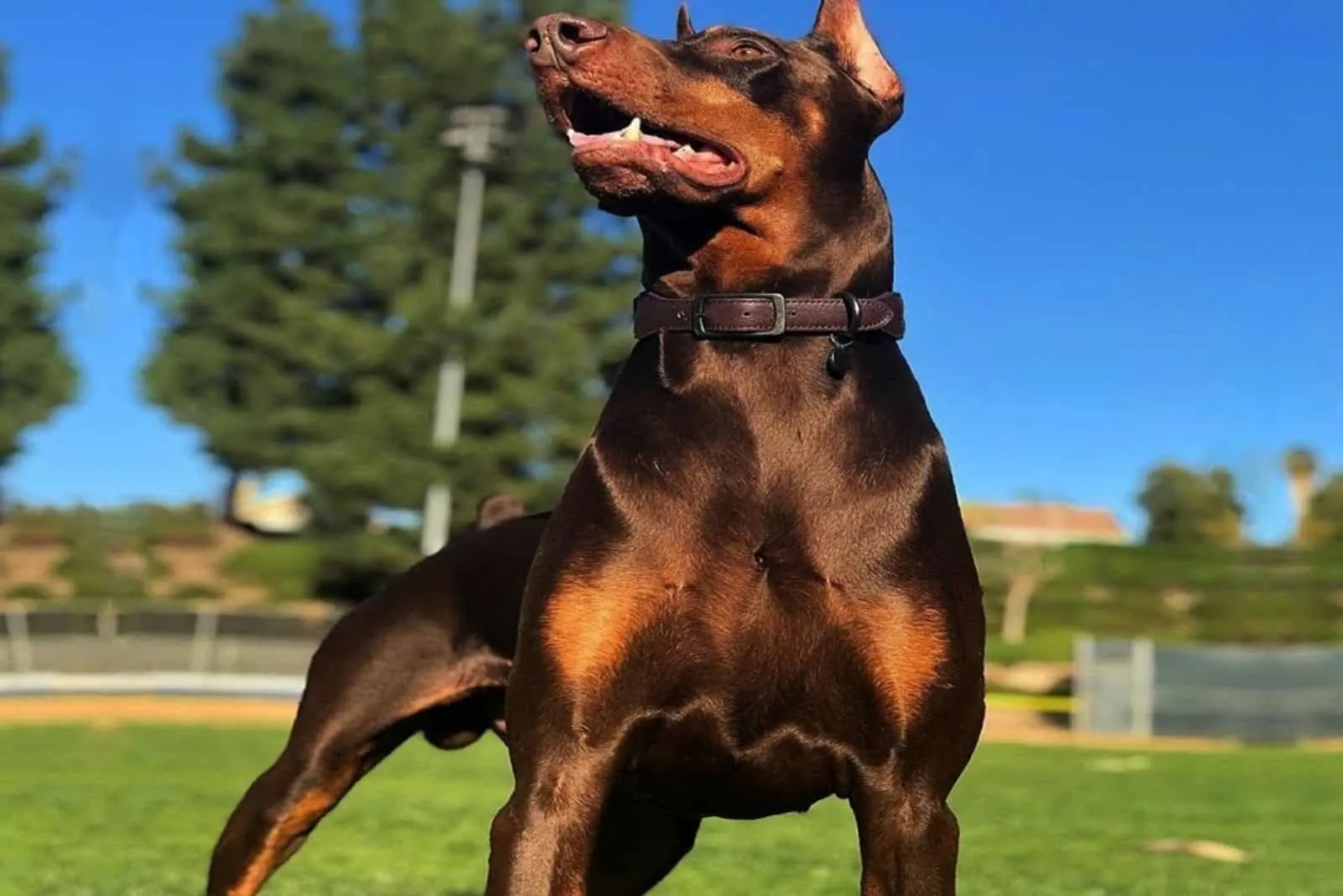 a beautiful doberman pit bull mix stands on the grass