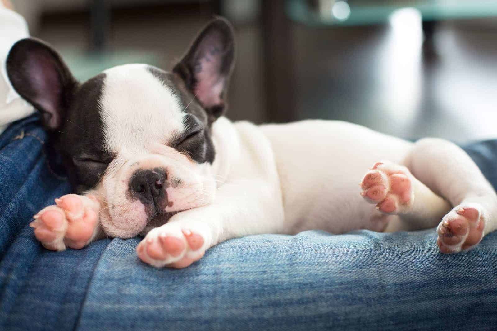 a beautiful dog sleeps in a woman's lap