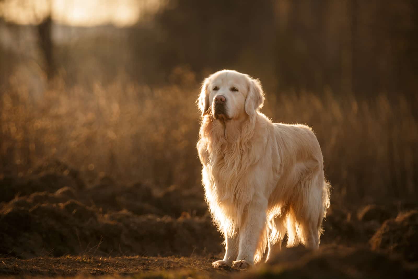 a beautiful golden retriever is standing outside