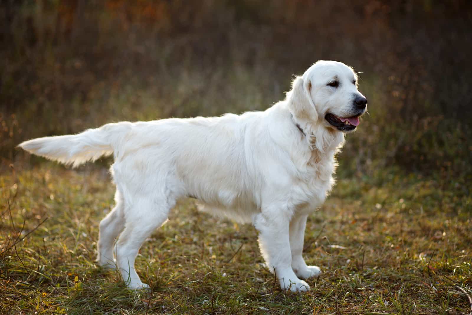 a beautiful labrador retriever stands in nature