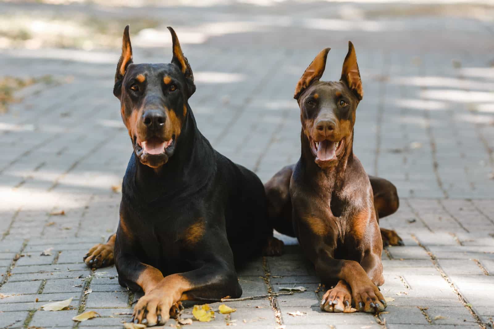 a black and brown doberman sitting on the ground
