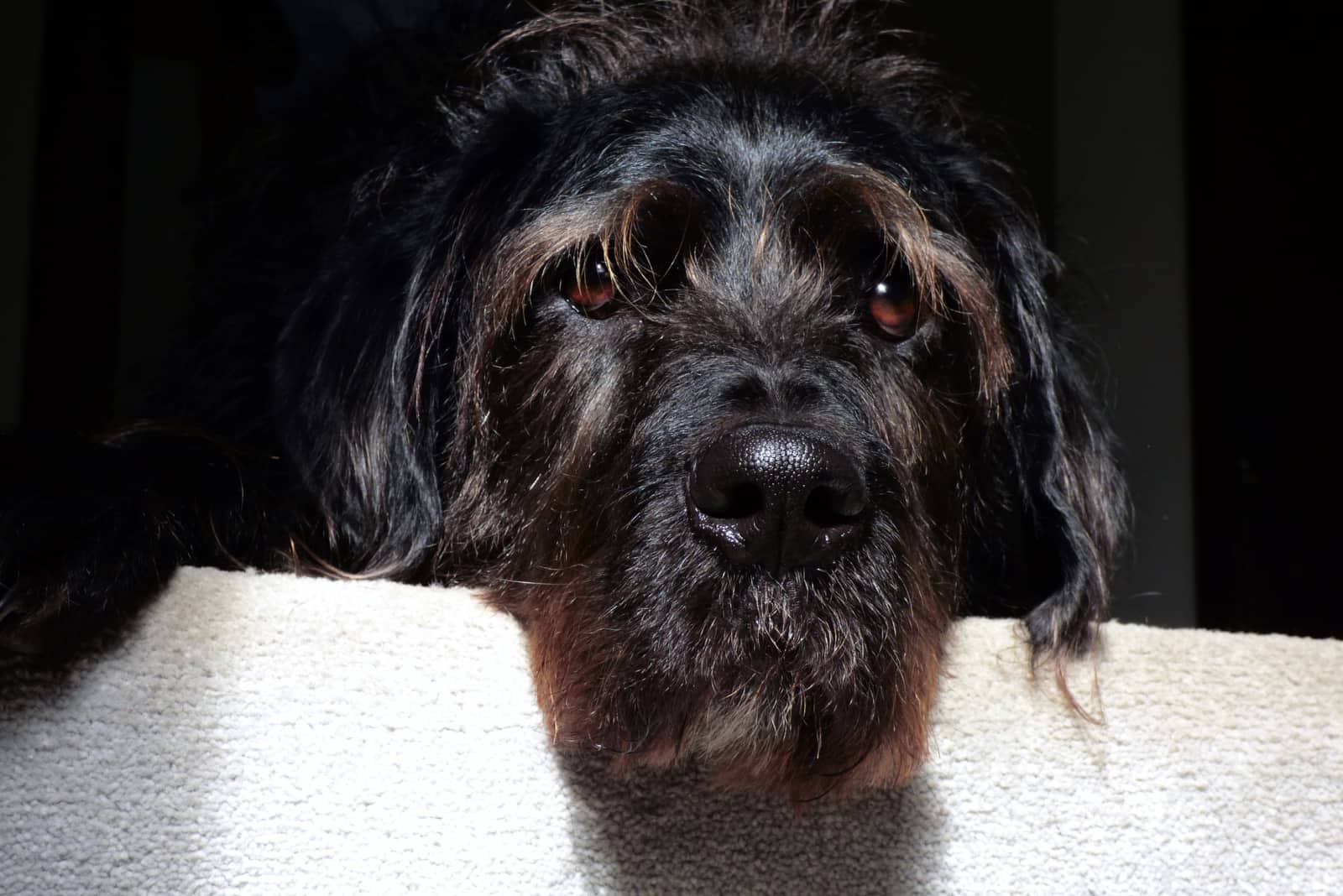 a black dog lying on the couch