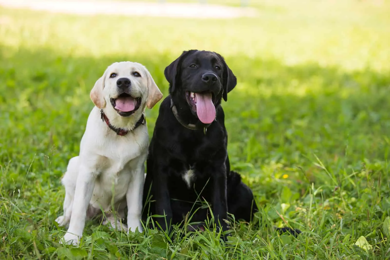 a black labrador puppy and a white labrador puppy sitting on the grass