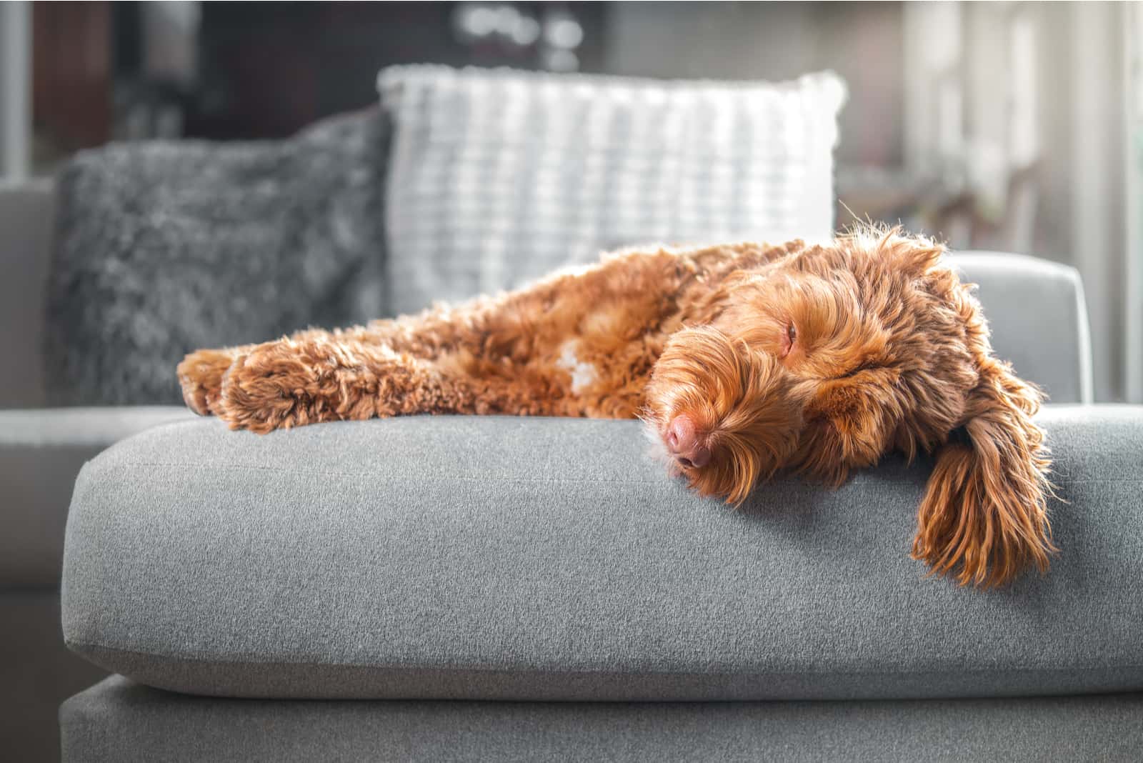 a brown labradoodle sleeps on a sofa
