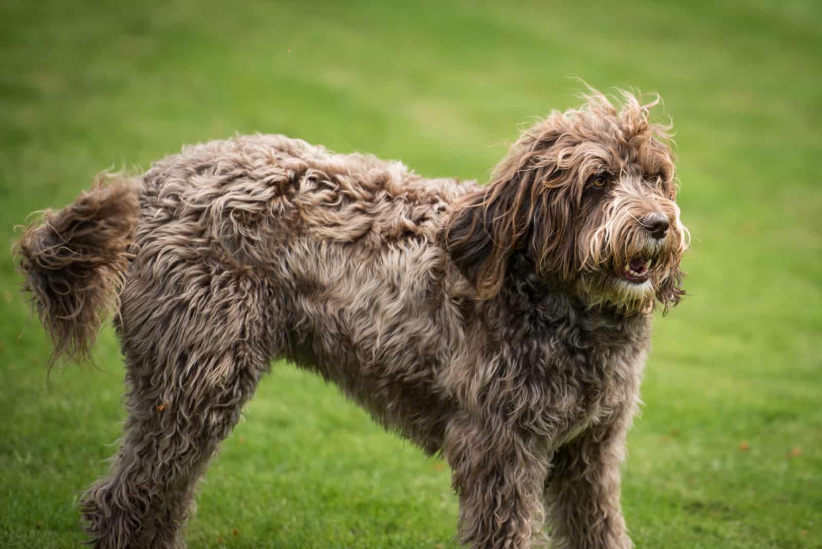 a brown labradoodle stands on the grass