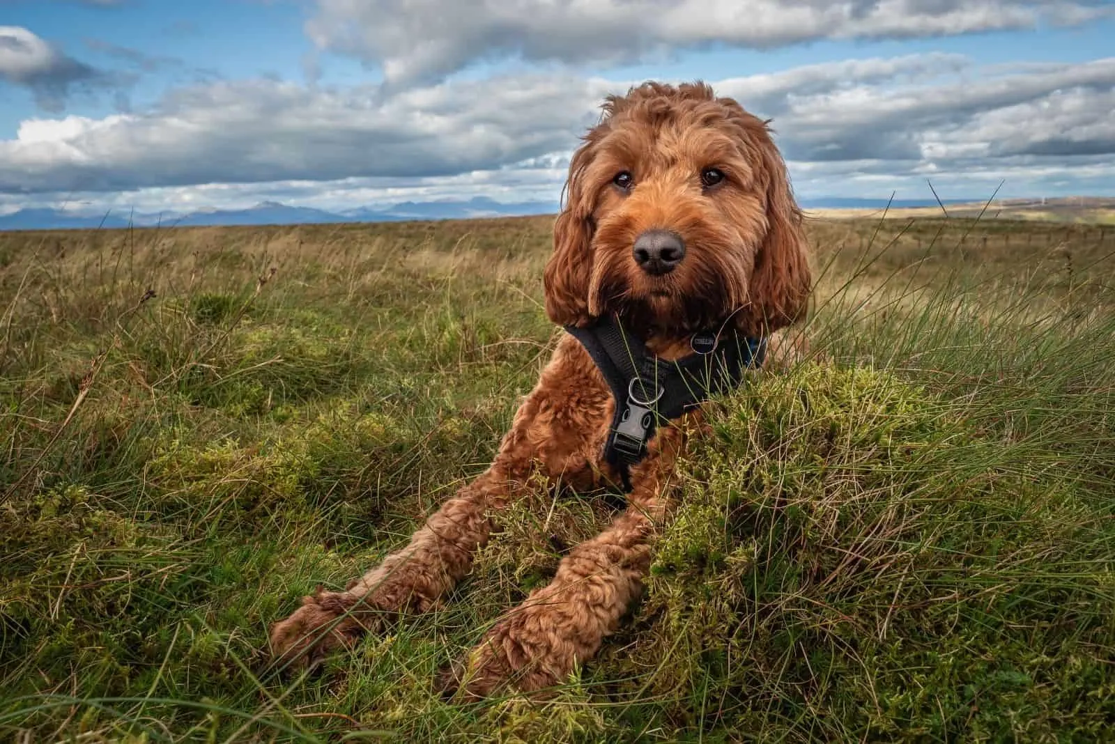 a cockapoo lying down in the meadow