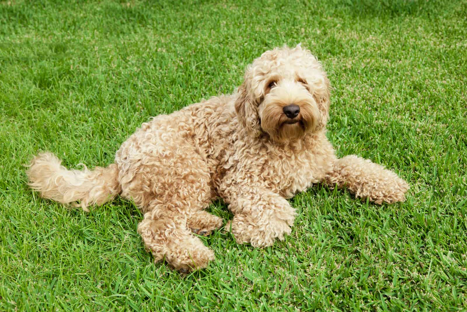 a cute golden labradoodle lying on the grass