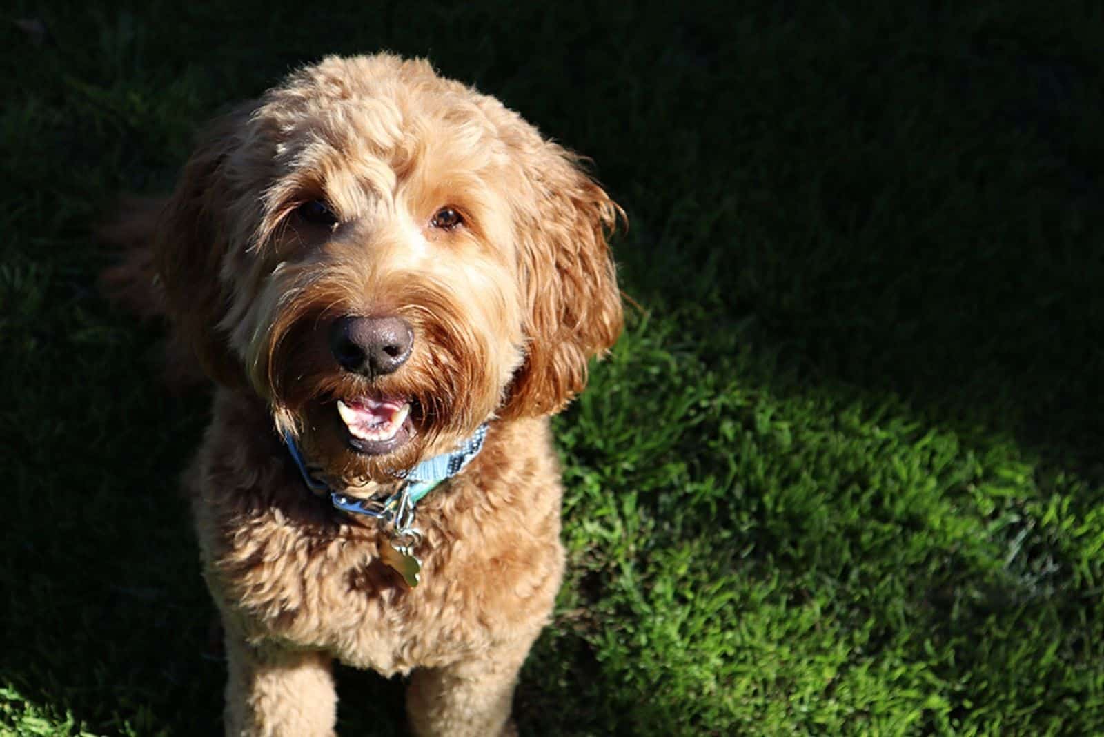 a cute goldendoodle with a blue collar sits on the grass