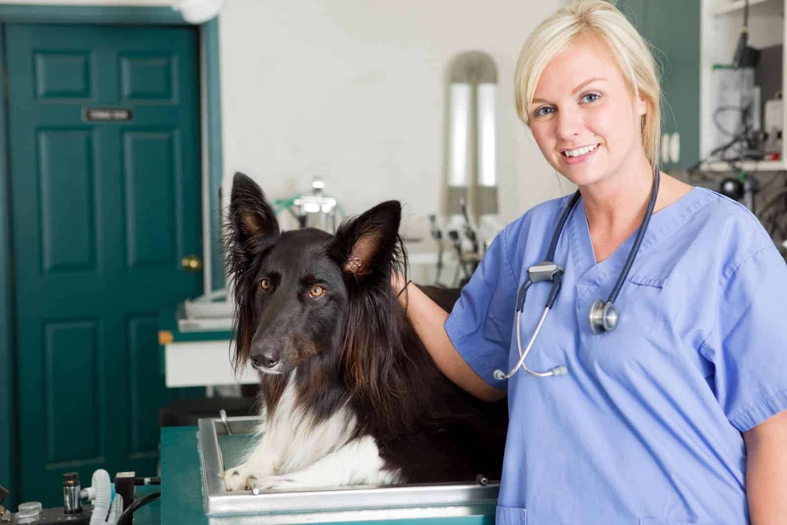 a dog at the vet with a female veterinary doctor