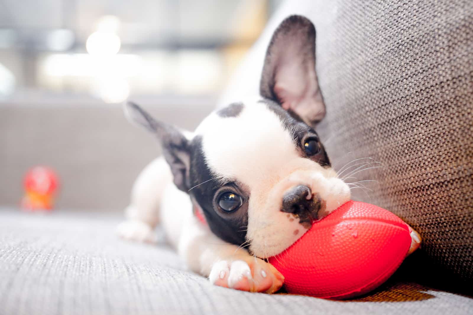 a french bulldog puppy on a couch nibbles a ball