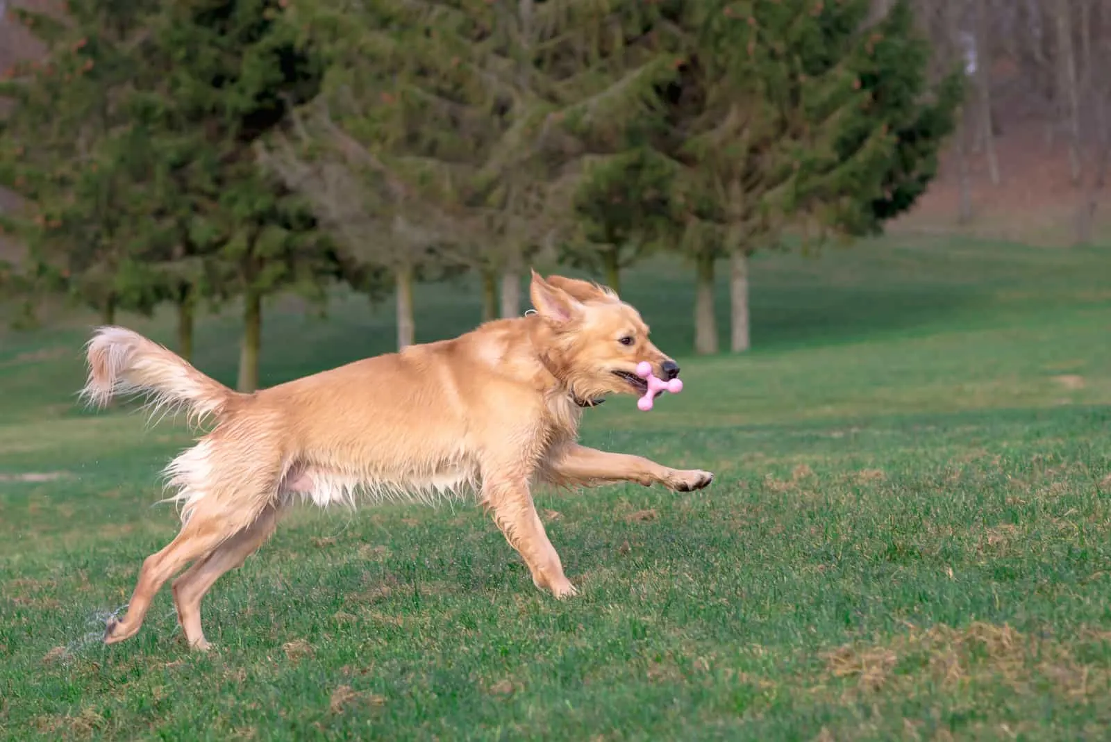 a golden retriever runs with a toy in his mouth