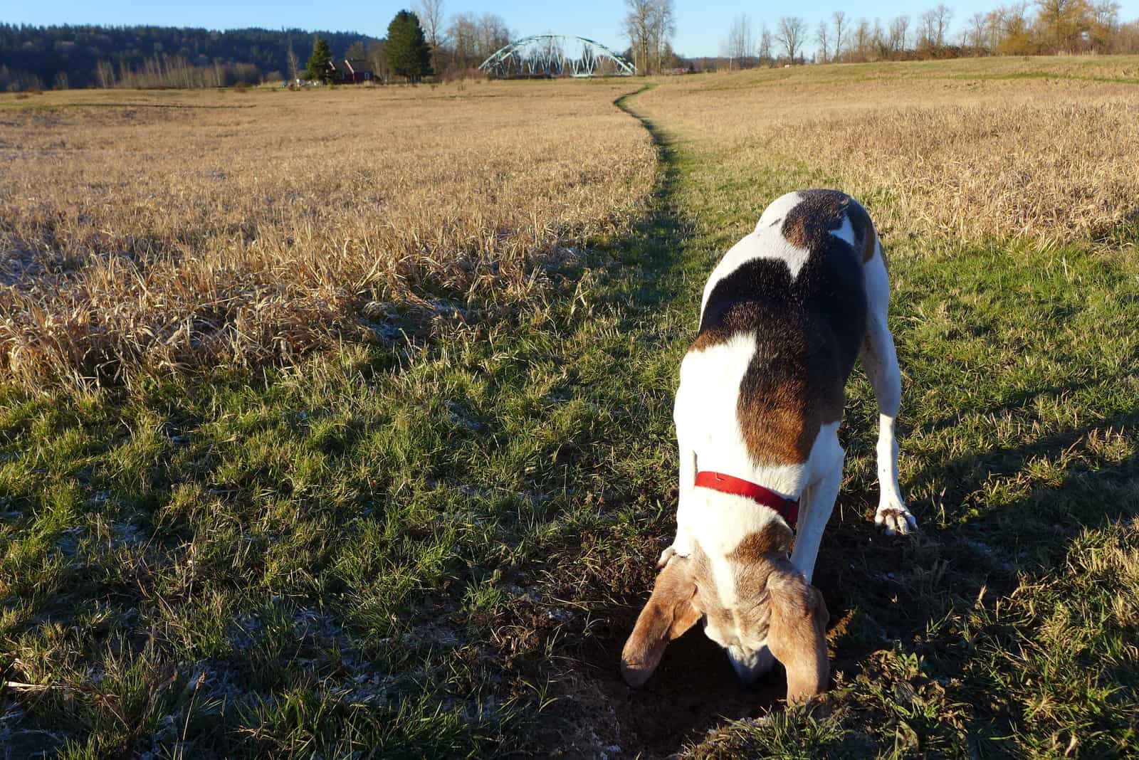 a hunting dog digs a hole in the field