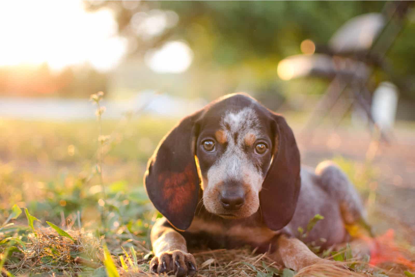 a hunting dog lies in the yard at sunset