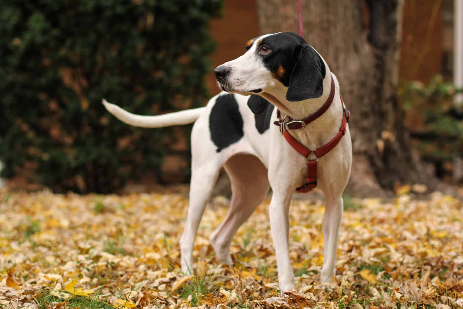 a hunting dog outside on a leash