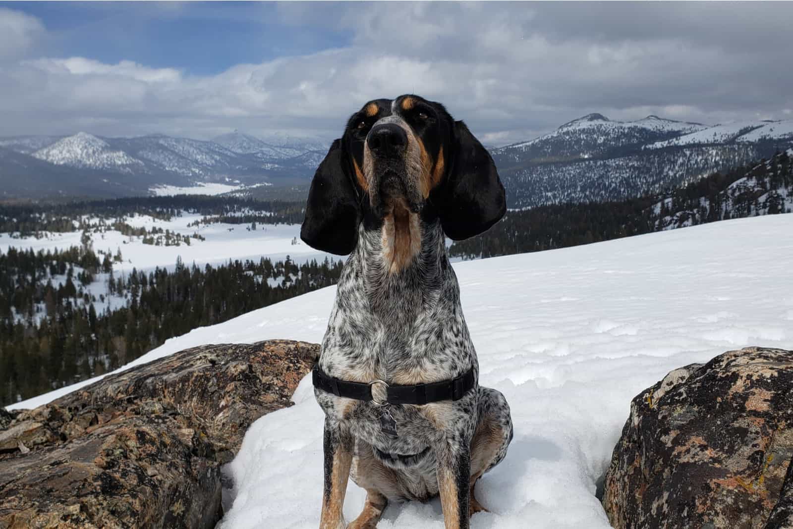 a hunting dog sitting on the snow on the mountain
