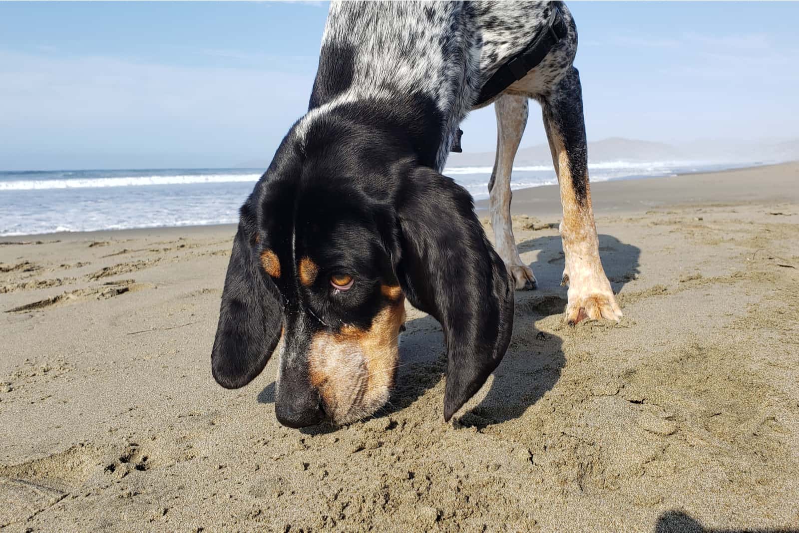 a hunting dog snooping on a sandy beach