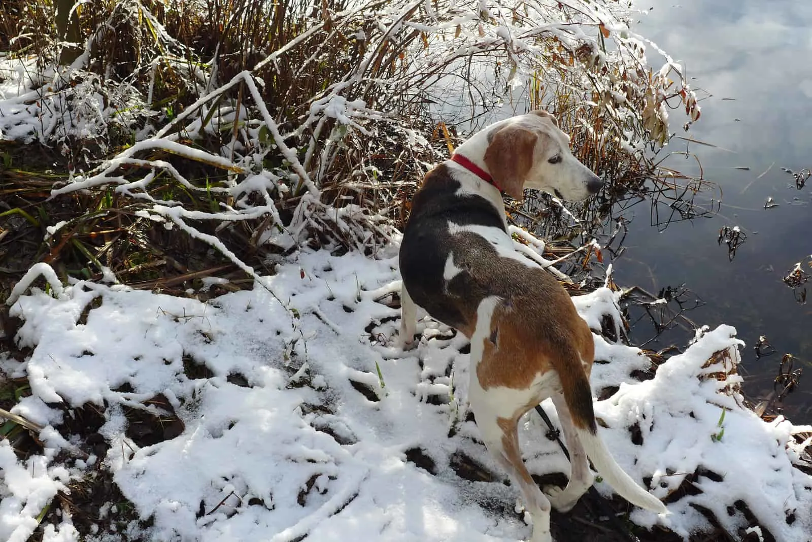 a hunting dog stands on the bank of the river