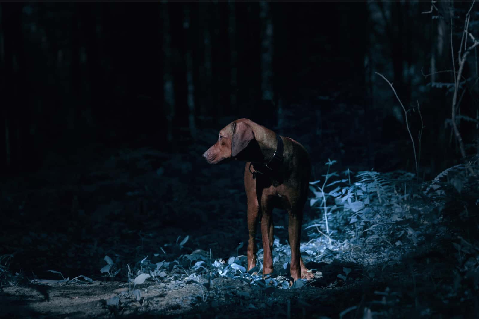 a hunting dog watches something in the woods in the evening