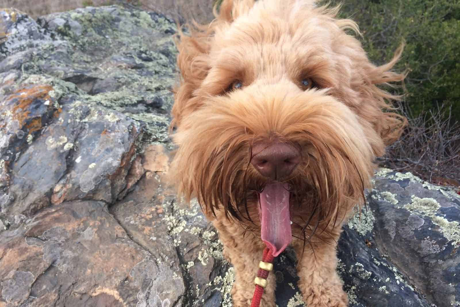 a labradoodle on a leash stands on a rock