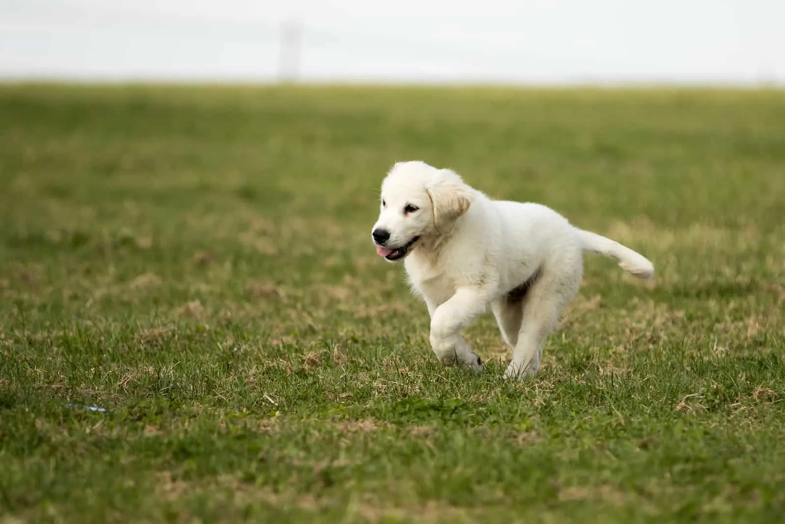 a labrador puppy running on the grass