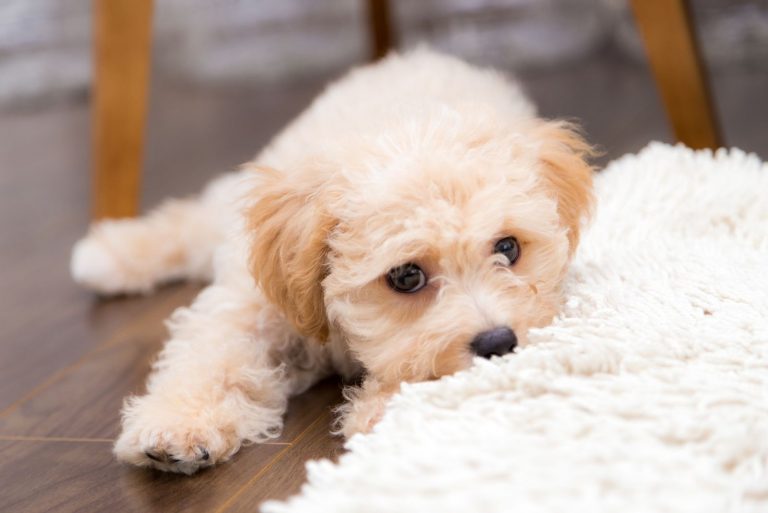 Why Is My Dog Restless At Night Dog s Behavior Explained