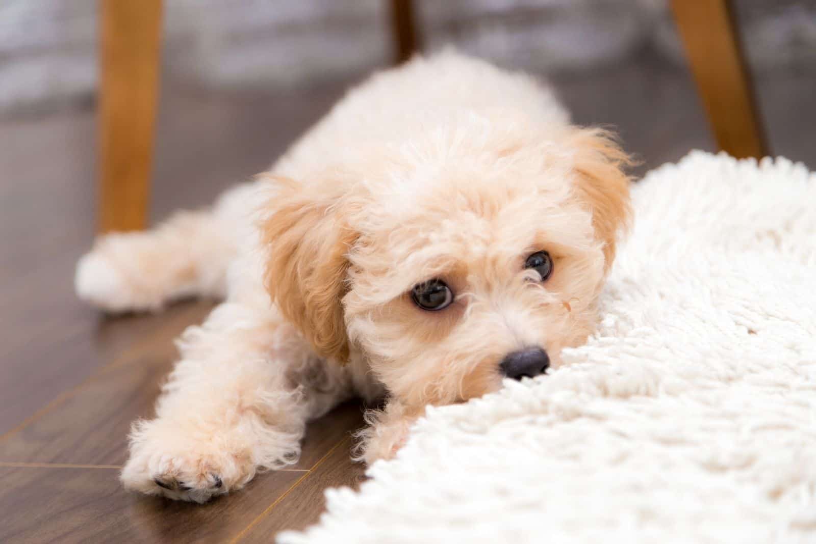 a little puppy biting on the livingrooms fur carpet