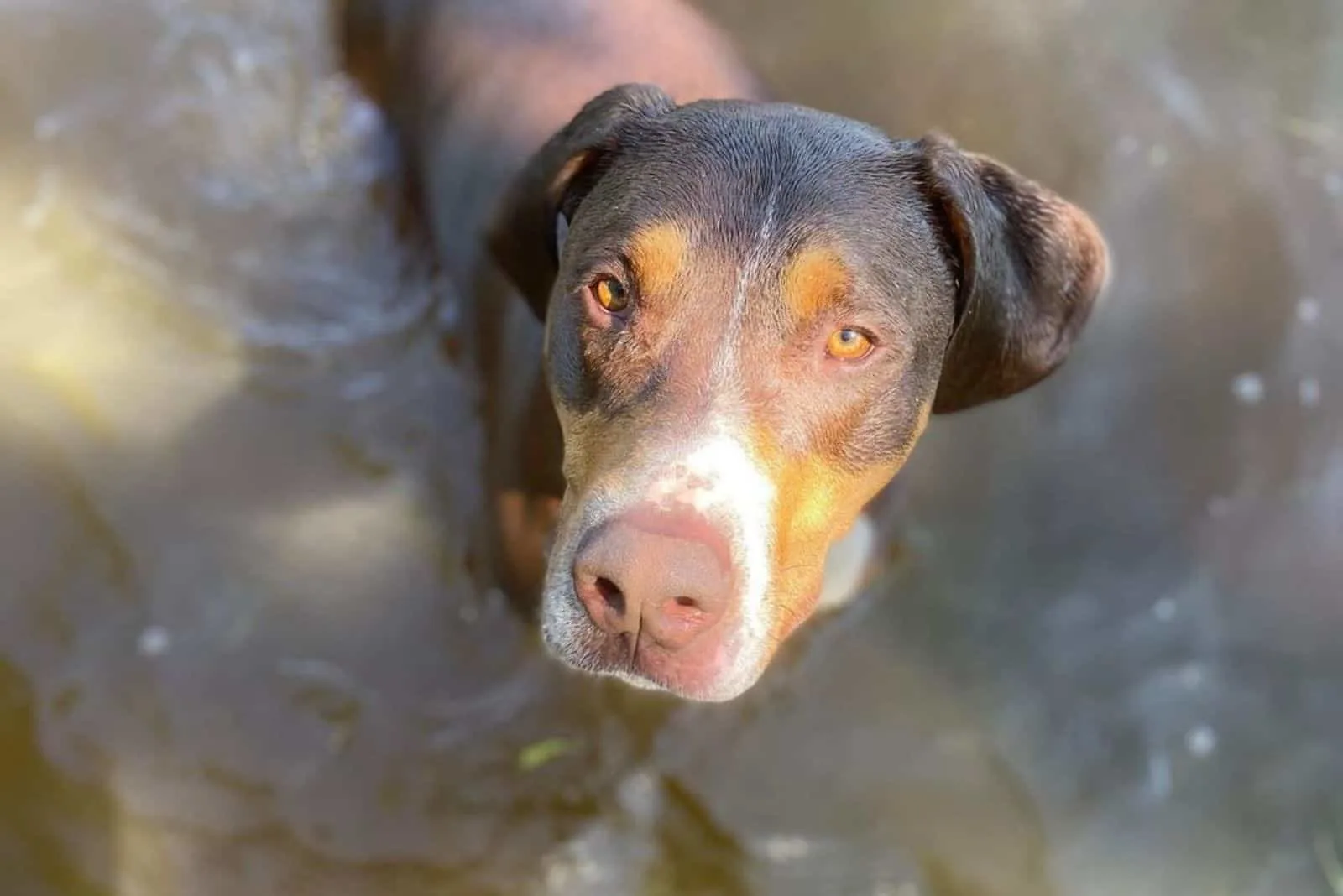 a mixed breed dog standing in the water