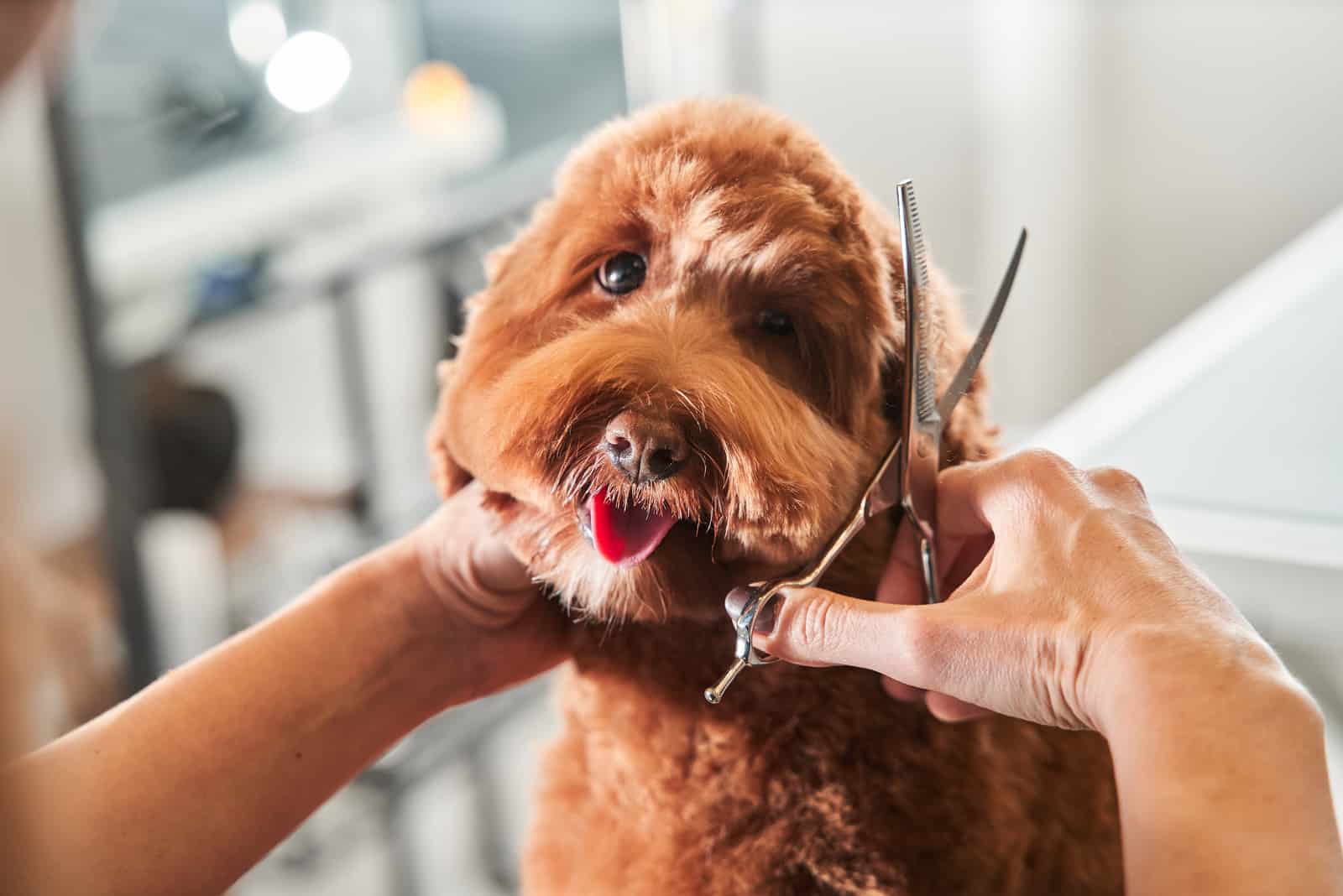 a person scissors a dog’s hair