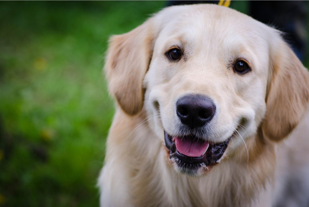 White Labrador Retrievers The Secret Behind Their Color