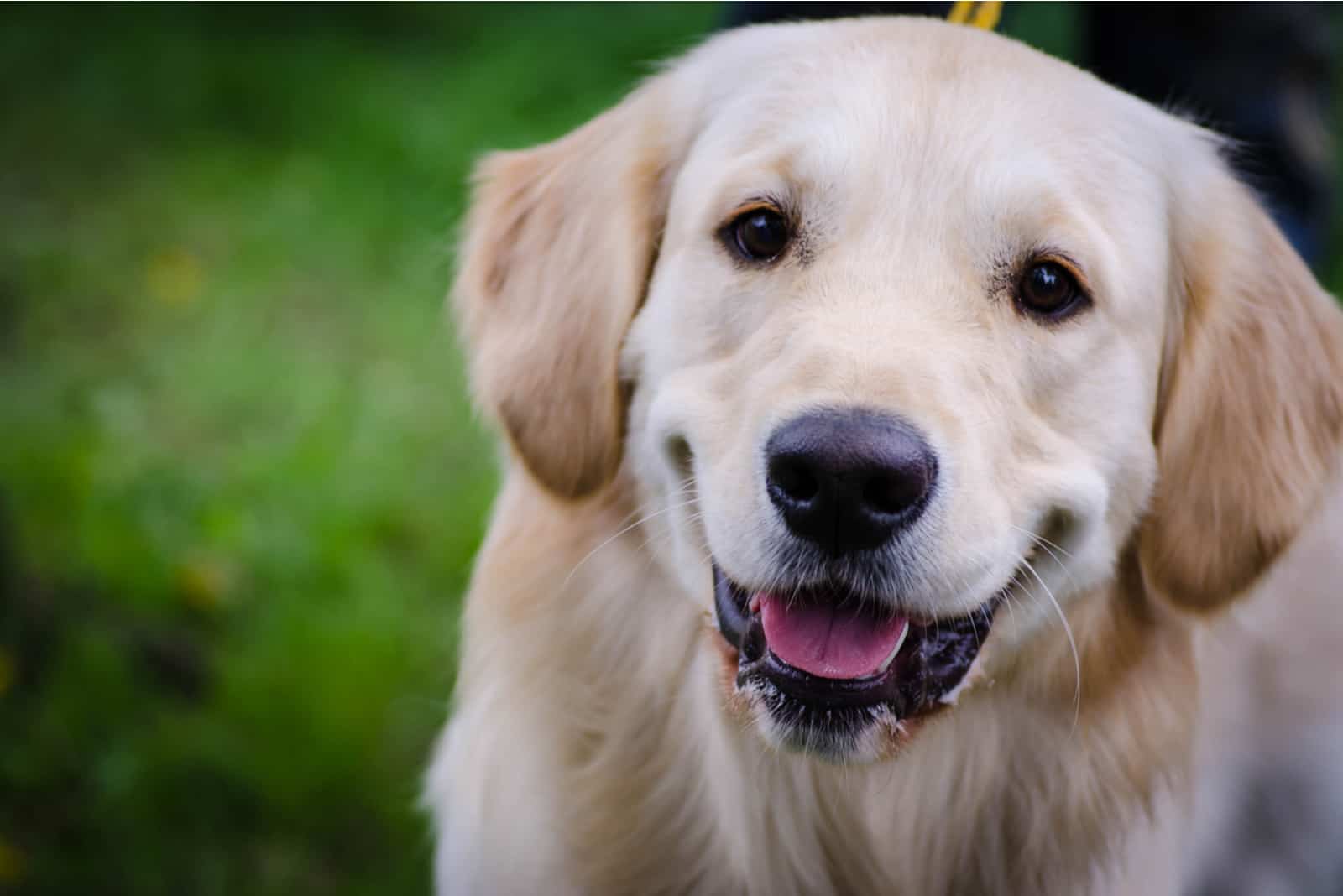 a portrait of a adorable Labrador