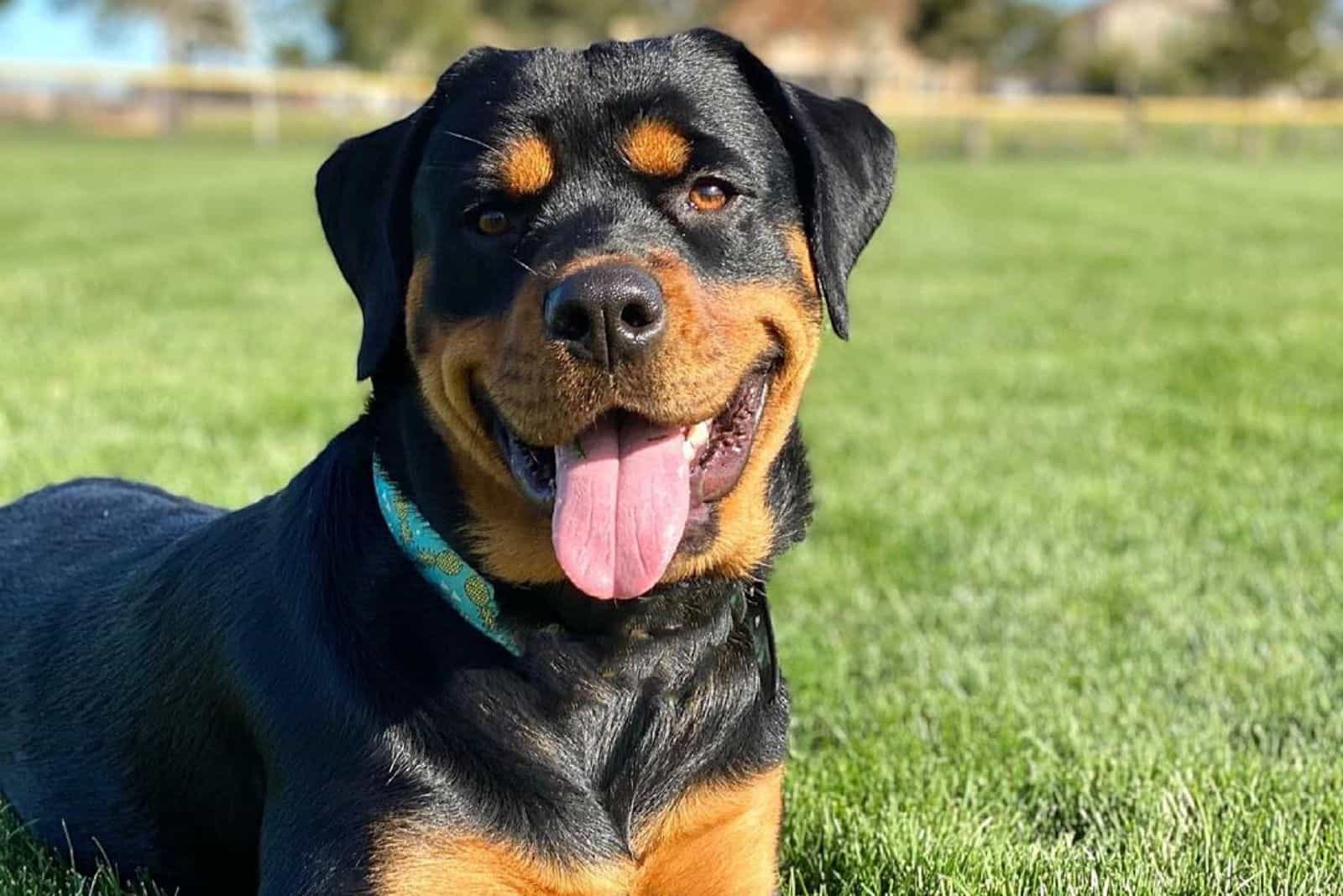 a portrait of a adorable Rottweiler