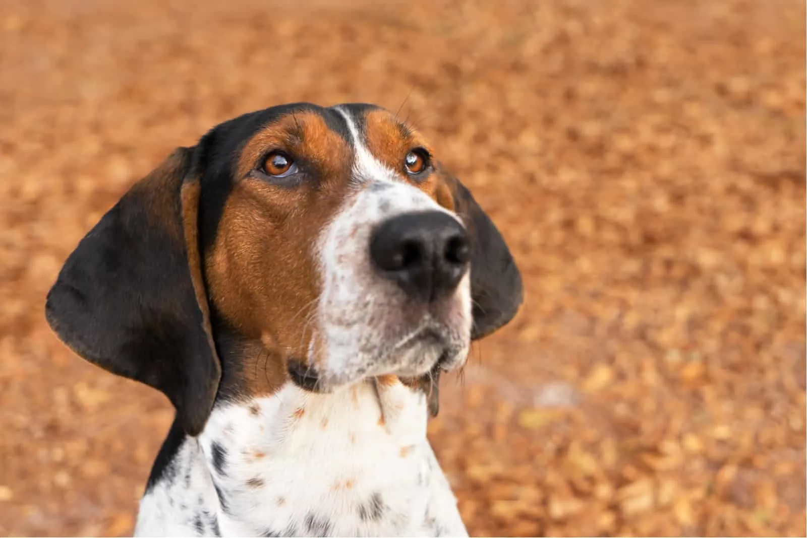 a portrait of a adorable hunting dog