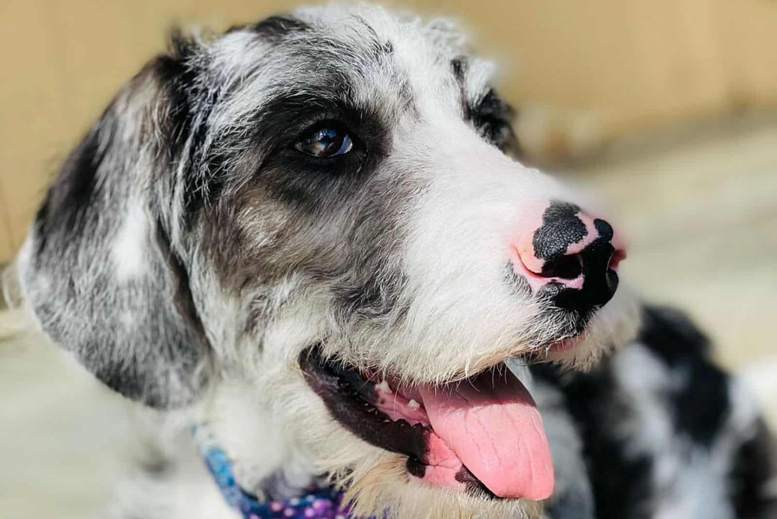 a portrait of a beautiful black and white dog