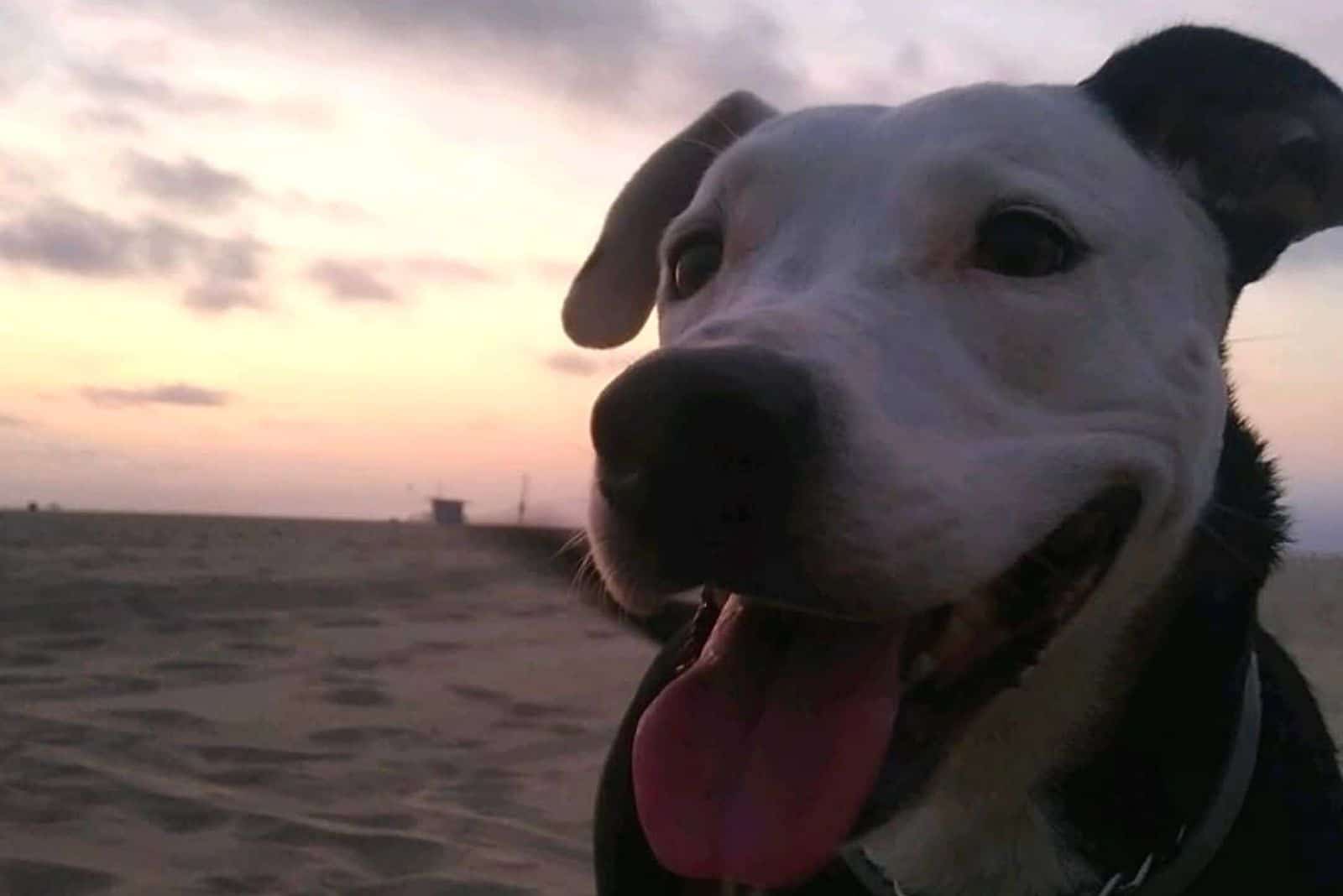 a portrait of a beautiful mixed breed dog