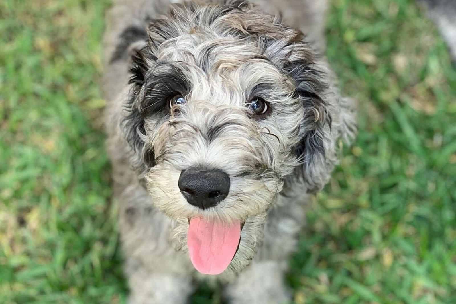 a portrait of a beautiful puppy on the grass