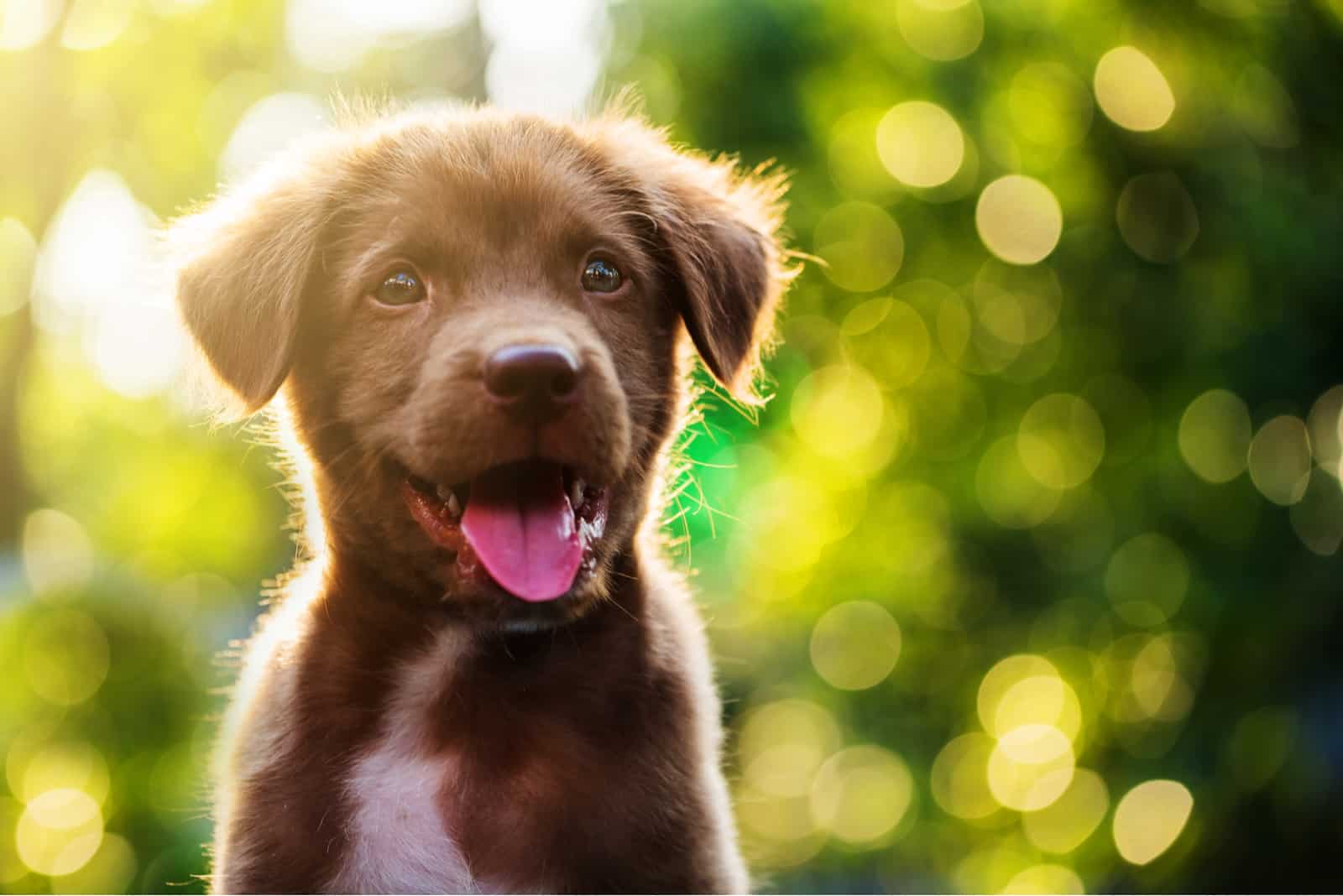 a portrait of a cute brown puppy in nature