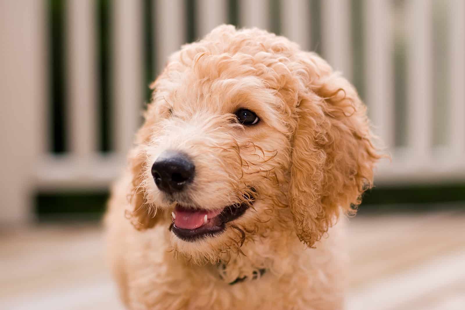 a portrait of a cute labradoodle puppy