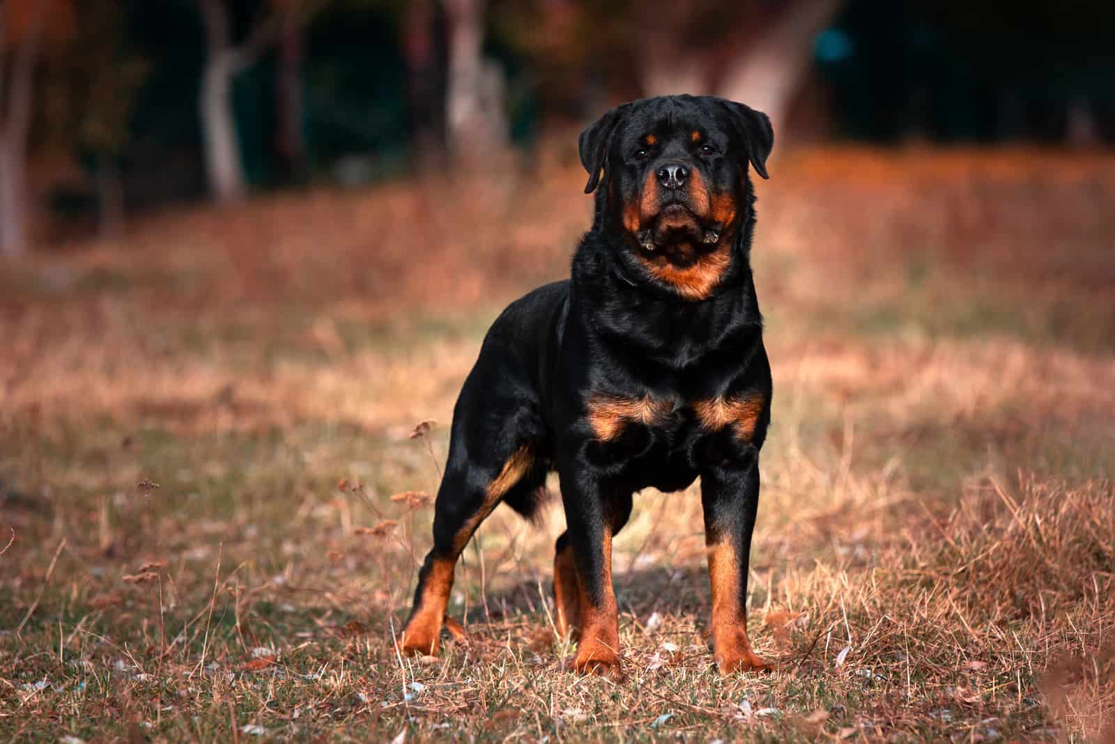 a powerful Rottweiler stands outside