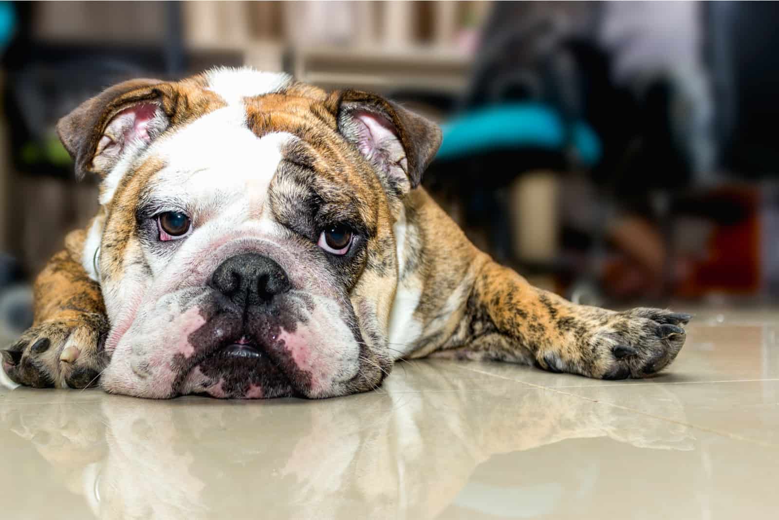 a sad English bulldog lies on the floor of the room
