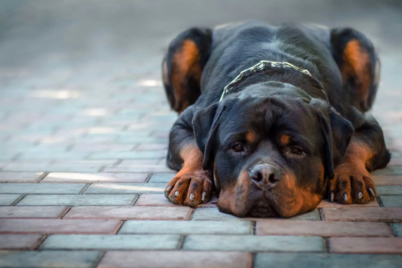 a sad Rottweiler lies on the ground