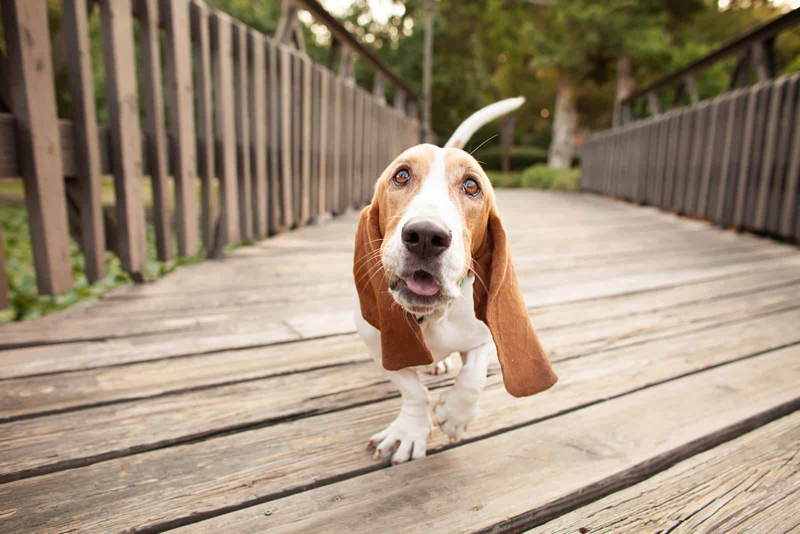 a sweet basset hound crosses a wooden bridge