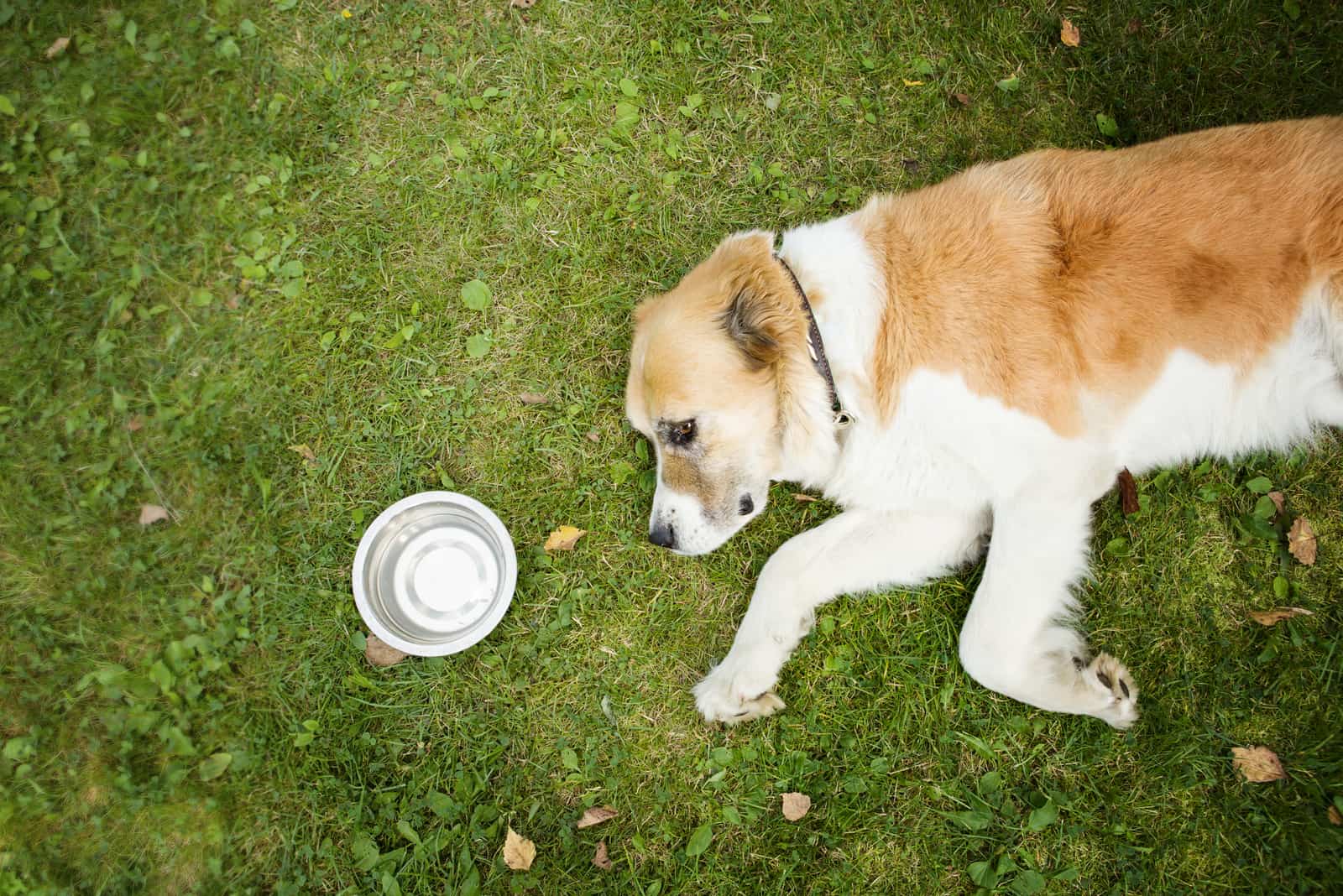 a tired dog lying on the grass next to a bowl of water