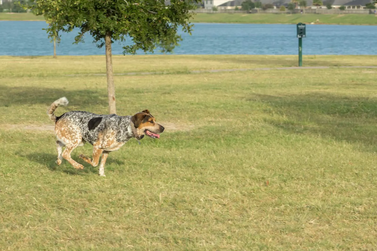 a tricolor hunting dog runs through the park