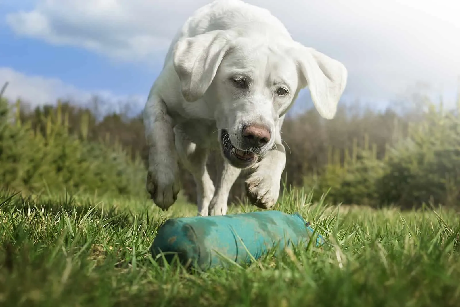 a white labrador is playing in the grass with a toy
