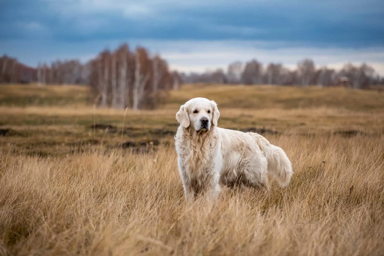 a white labrador stands in a field