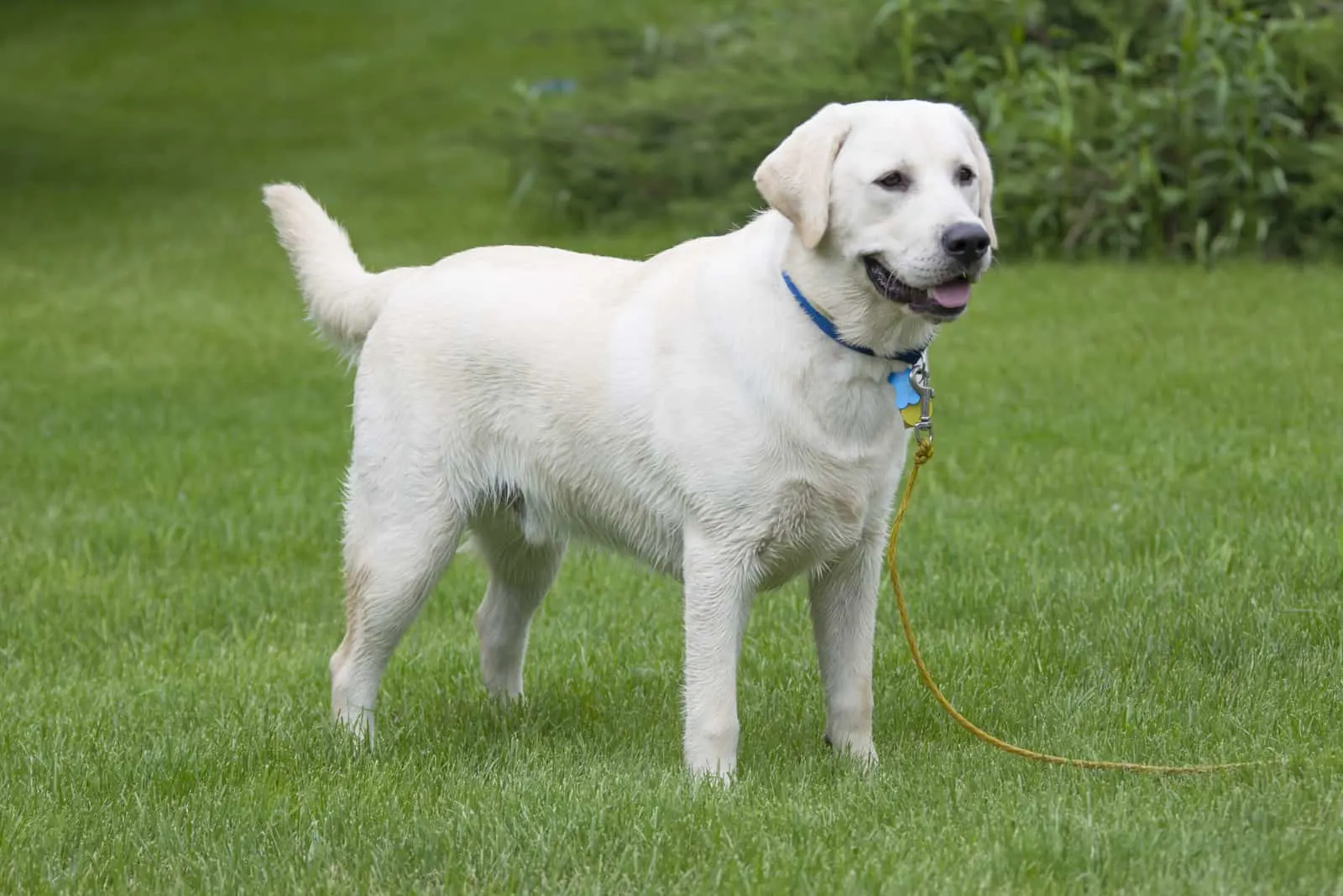 a white labrador stands on the grass