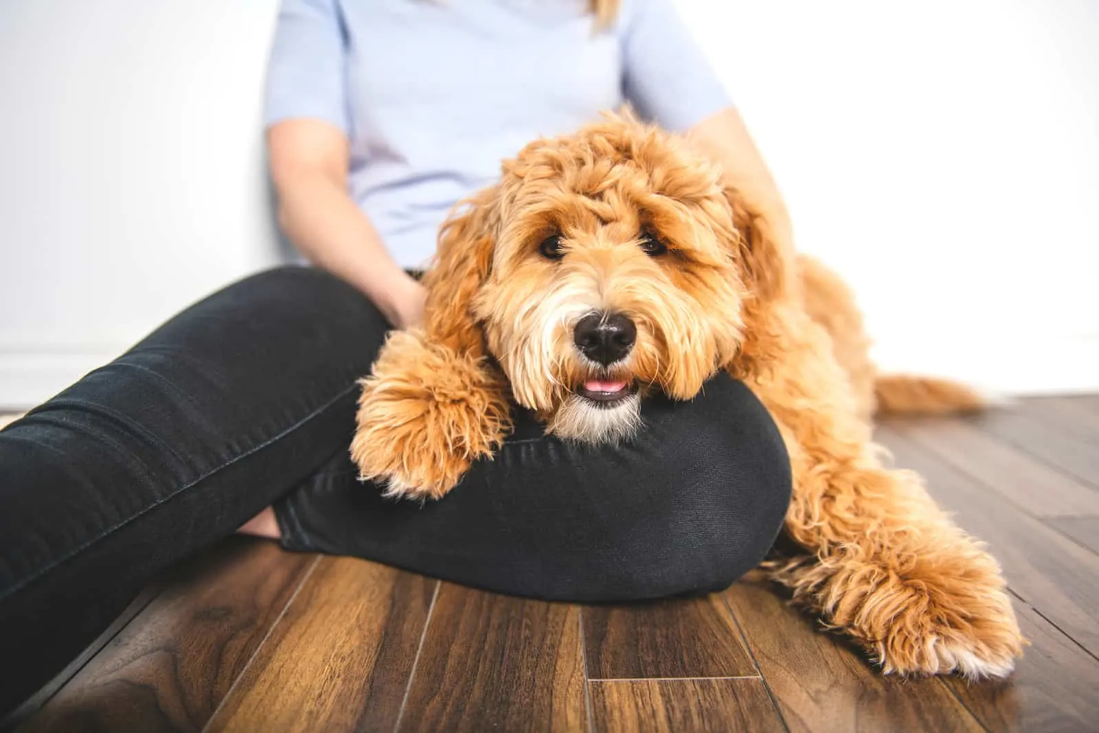 a woman and a labradoodle sit on the laminate